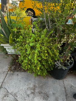 All plants for sale