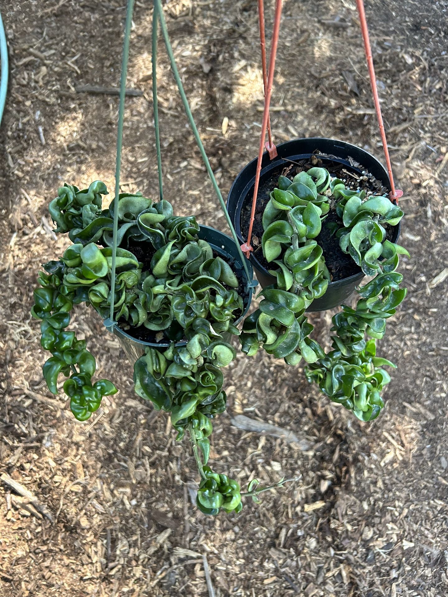 Beautiful Hindu Rope Hoyas