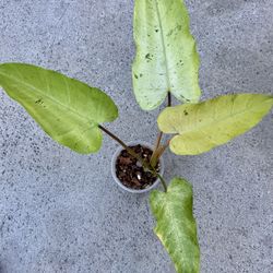 Philodendron Whipple Way Mint
