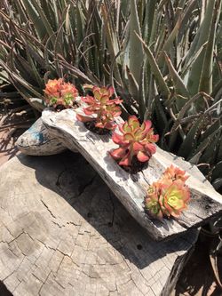 Handmade Beautiful Rustic Wooden Succulent Vase