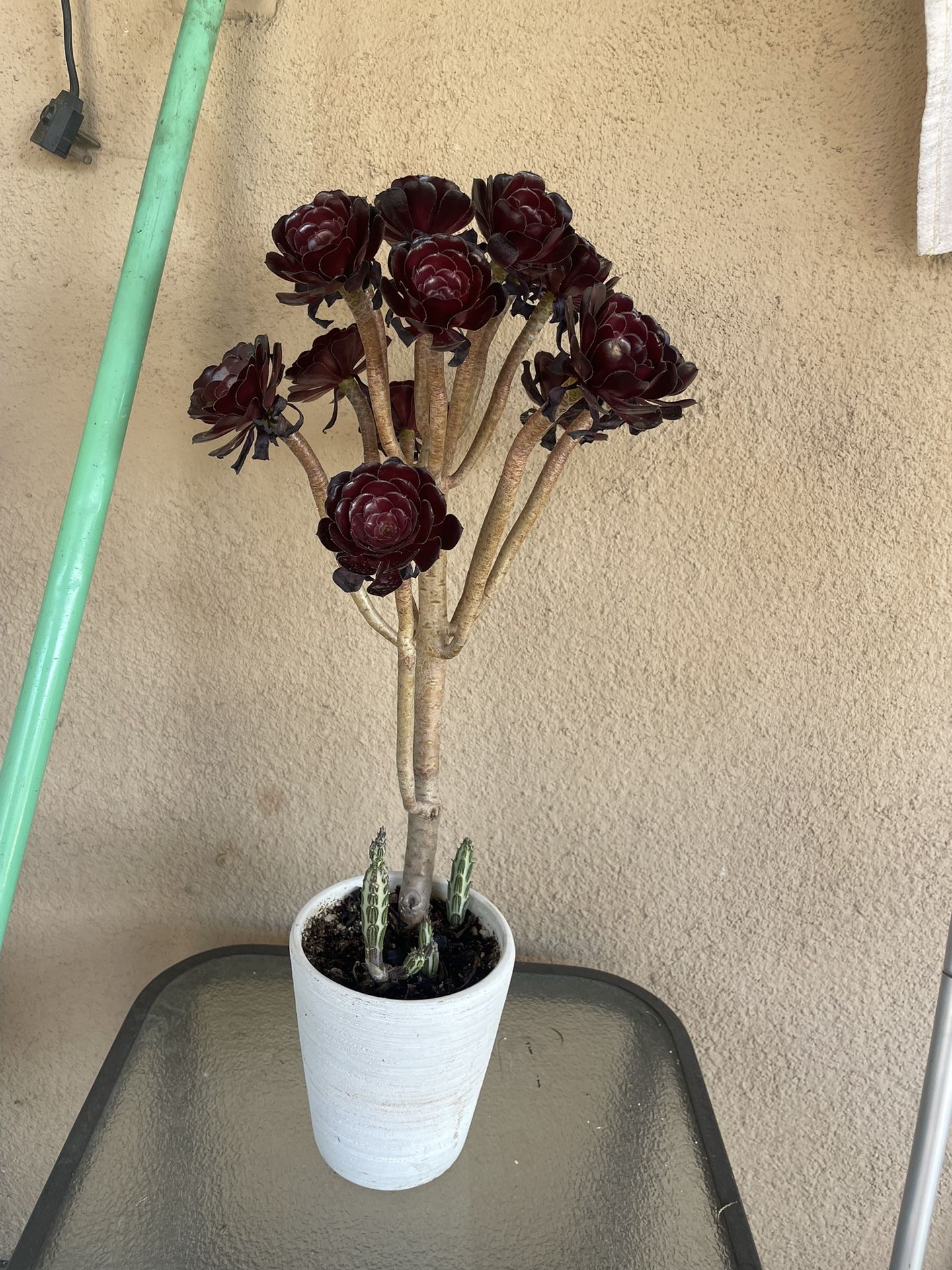 Aeonium Black Rose Succulent In Pot Plant