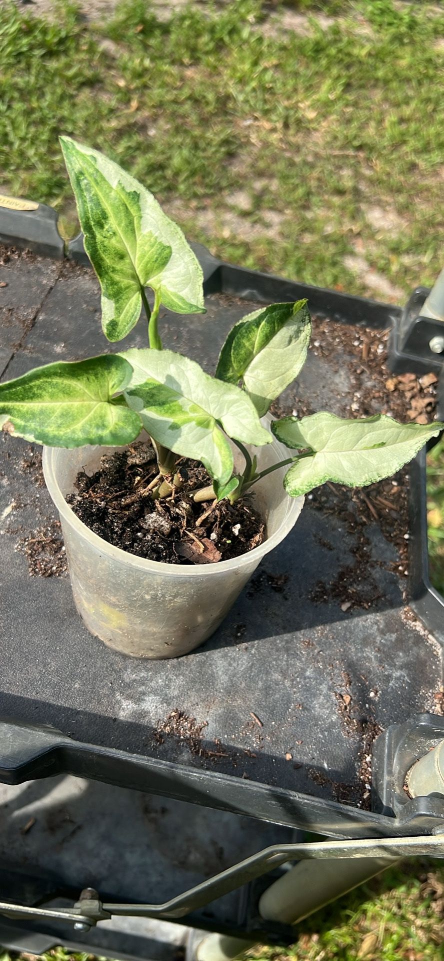 Syngonium Rare