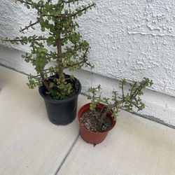 Bonsai Jade Live