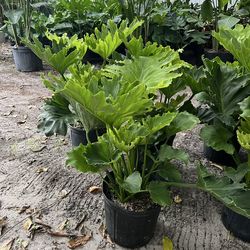Philodendron Selloum in 3 gls pot. SPECIAL PRICE 🤩