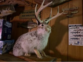 Jackalope full body mount
