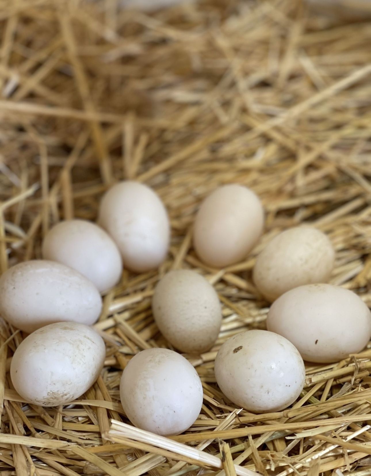 Free Range Duck Eggs