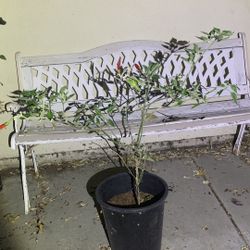 Thai Chili 25$