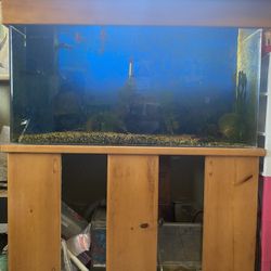 Aquarium/ fish tank