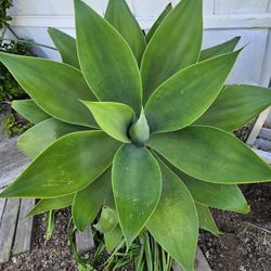 Large Foxtail Agave Plant - Potted