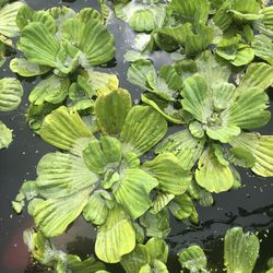 Pond Plants - Make Summer Beautiful!