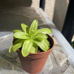 (Carnivorous Plant)2” Potted Butterwort Pinguicula