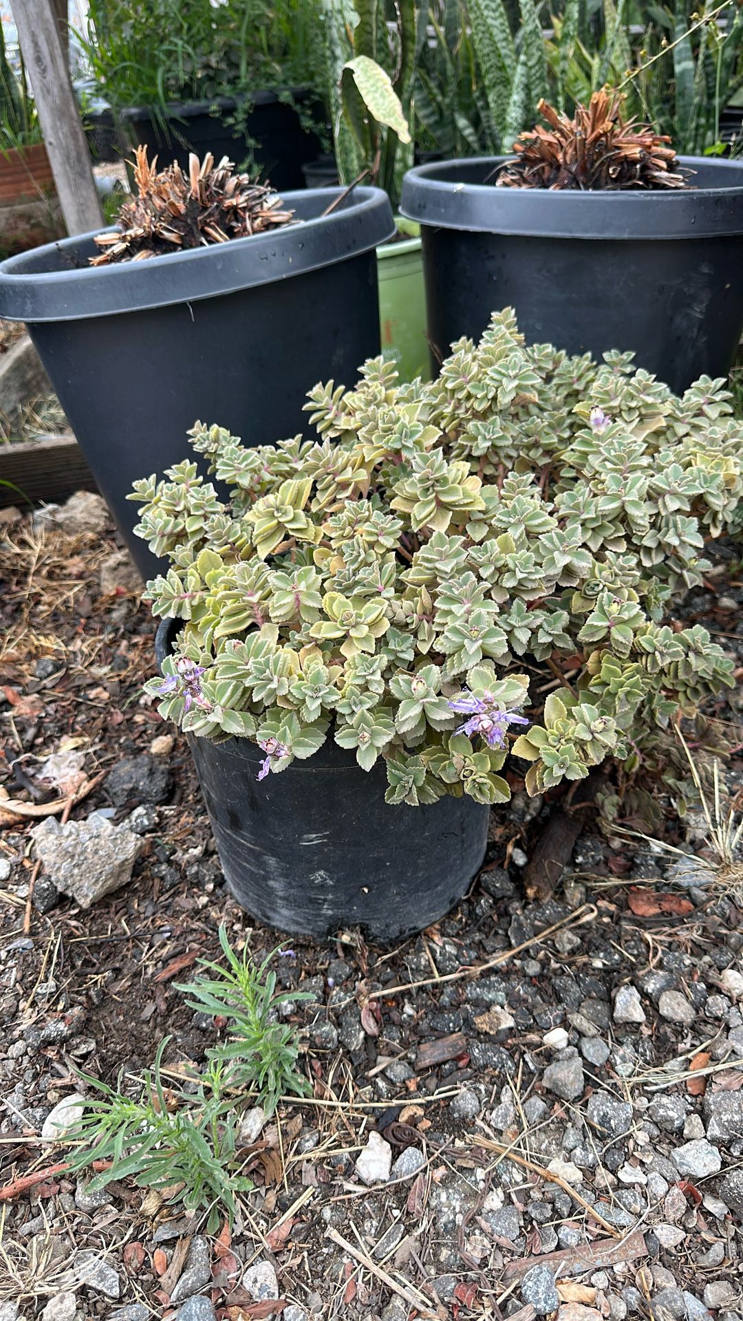 Plants