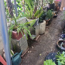 Plants Pots Plant Stands For Sale 