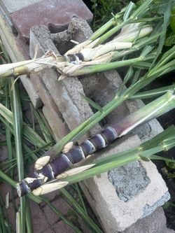 Sugar Cane Plant For Sale $5 For 2