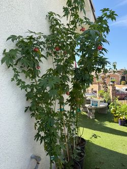 Chinese lantern/orange tiger eye plant