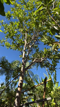 Guayabo Chino 25 Galones 10 Pies$250