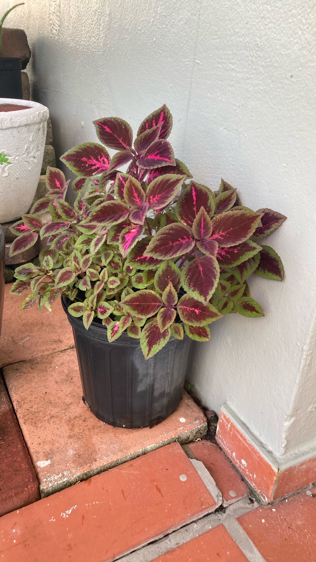 Plant