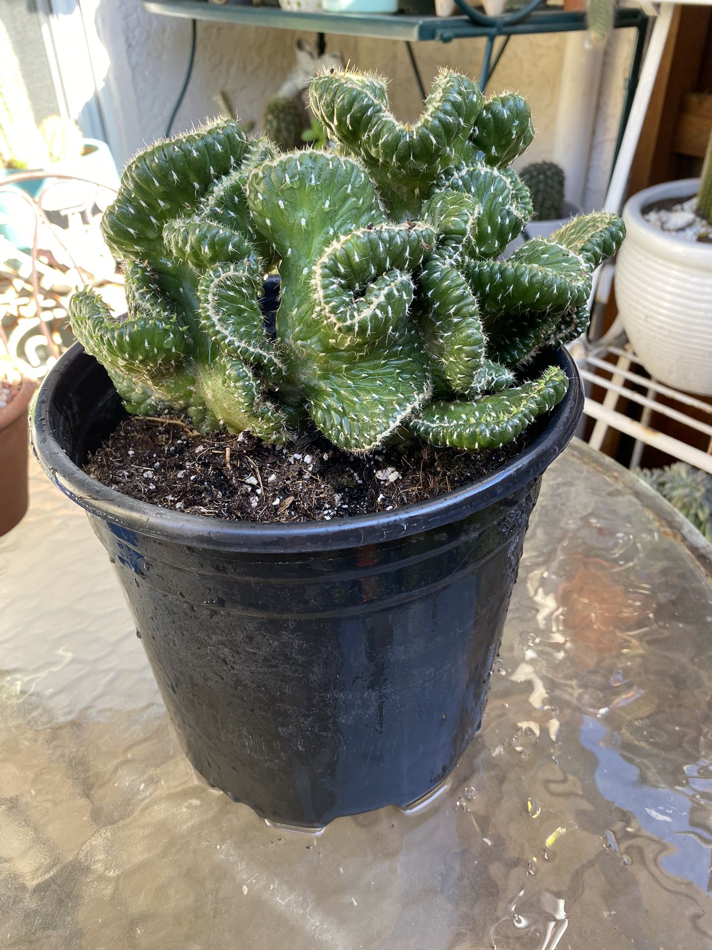 XL Crested Cactus In Large Nursery Pot 