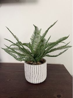 Decorative plant
