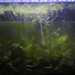 30 Gallon Fully Established Planted Aquarium – Complete Setup w/ Fish And Shrimp