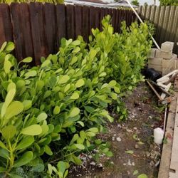 Clusuas Only $40 Tall Full Green  Fertilized  Ready For Planting Instant Privacy Hedge  Same Day Transportation 