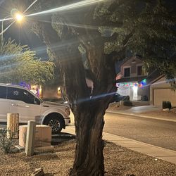 Free Mesquite Firewood