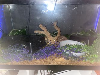 Reptile tank and everything with it