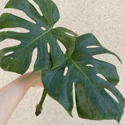 Beautiful Monstera Deliciosa Plant CUTTING- Active Rooted