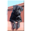 Rimjhim