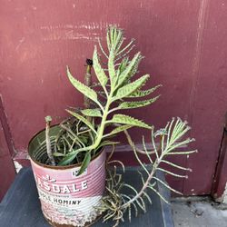 Succulents 