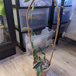 Hoya Minibelle Full Plant