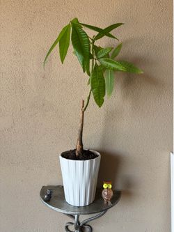 Plant
