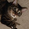 Dexter
