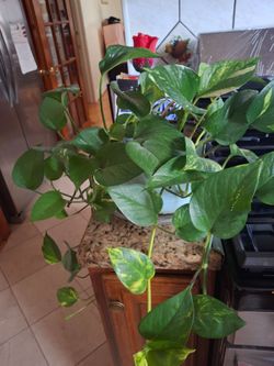 Green home plant