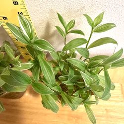12+ Tradescantia White Strip Rooted Cuttings. Sammamish, Beaver Lake 