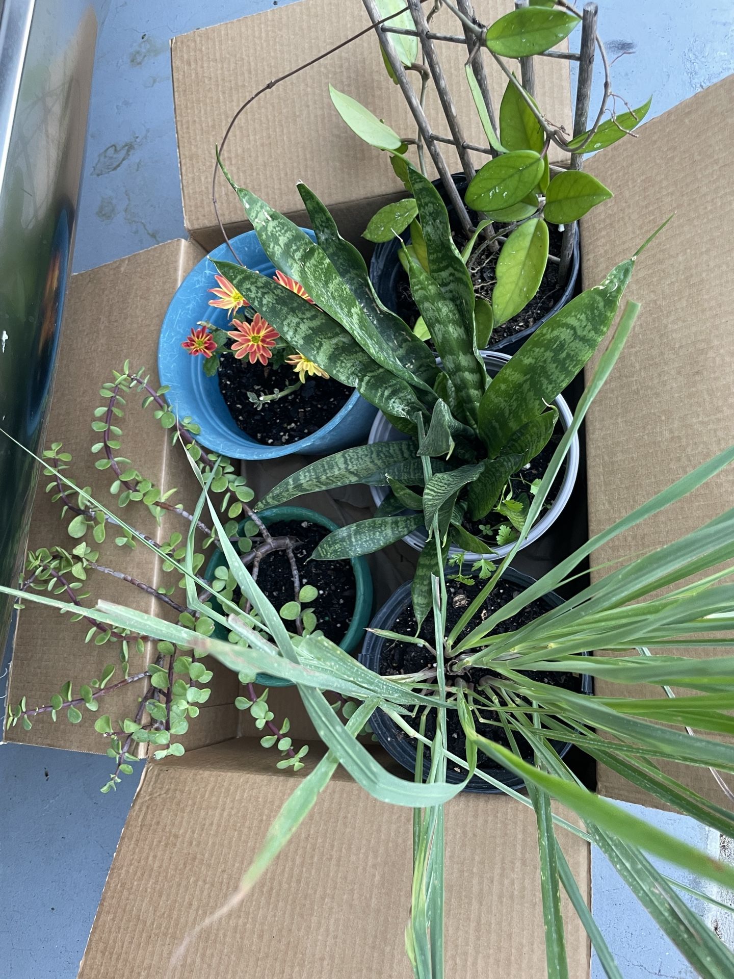 Take All 4 Plants For 15$