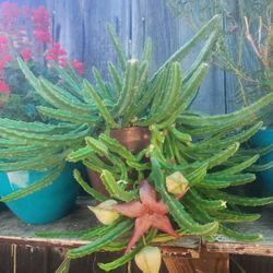 Blooming Atarfish Plant 