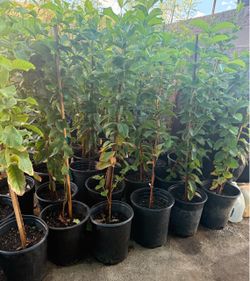 Pink Guava Trees 4F The Tall $40 Each Price Firm