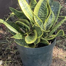 Snake Plant