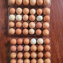 Six Dozen Eggs 