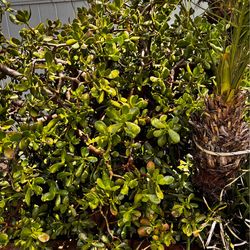 3 Mature Jade succulent
