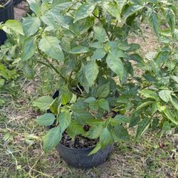 Naga Viper Pepper Plant With Pepper (almost 2 Ft Tall)