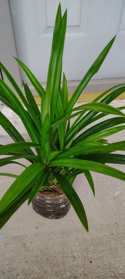 Pandan leaves plants very green $18 each