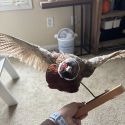 Taxidermy Pheasant 