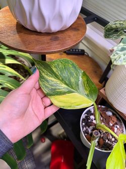 Philodendron white wizard aurea