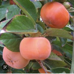 fuyu Japanese persimmons tree  Plant In 3 Gal 4ft Tall. 