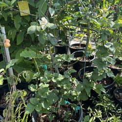 Blackberry Fruit Vine Plant