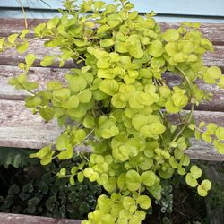 creeping Jenny Perennial Plants