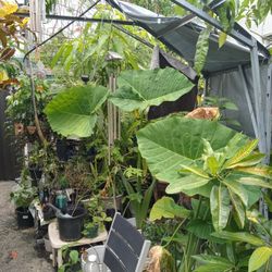 Very Big Elephant Ears.... Cheap15 Each