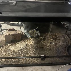Reptile Terrarium 
